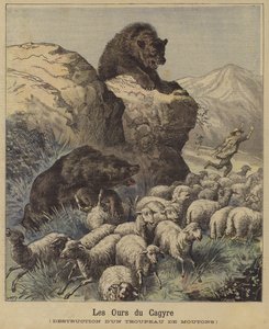 フランスのピレネー山脈で羊の群れを攻撃するクマ